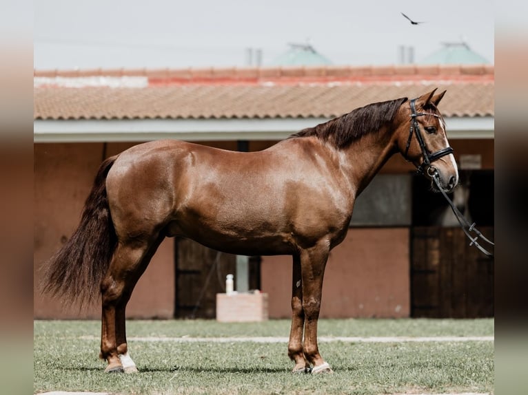 Cruzado Wallach 6 Jahre 160 cm Fuchs in Tres cantos