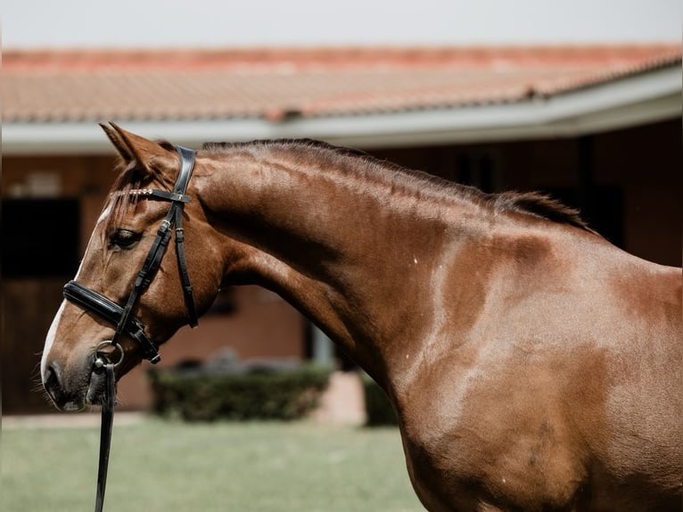 Cruzado Wallach 6 Jahre 160 cm Fuchs in Tres cantos