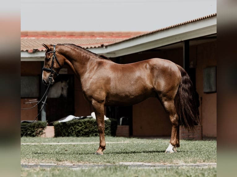 Cruzado Wallach 6 Jahre 160 cm Fuchs in Tres cantos