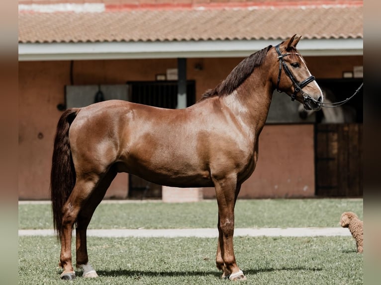 Cruzado Wallach 6 Jahre 160 cm Fuchs in Tres cantos