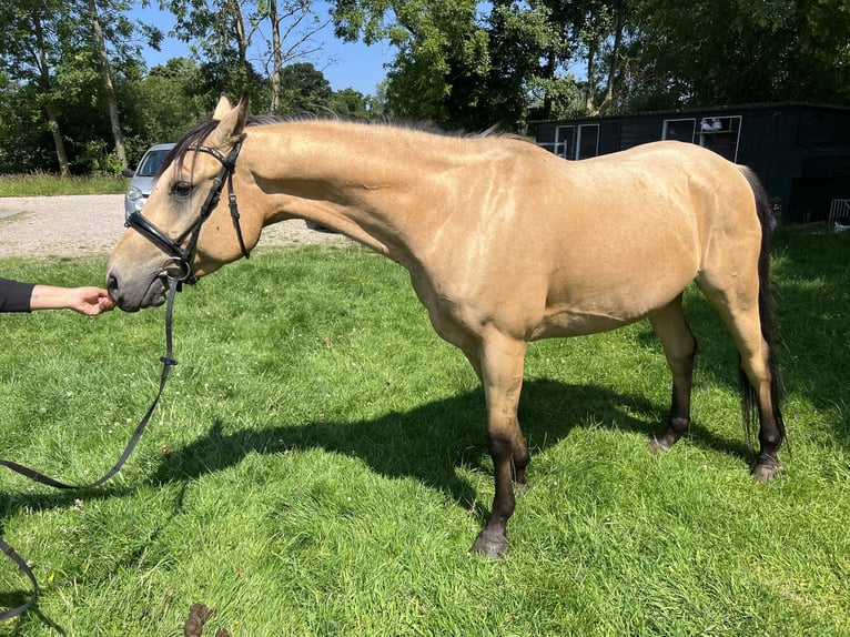 Cruzado Wallach 6 Jahre 161 cm in Voorschoten