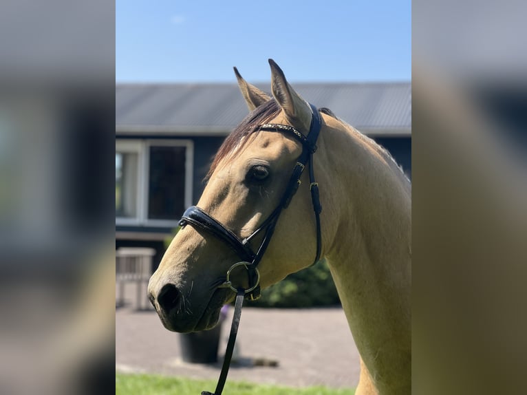 Cruzado Wallach 6 Jahre 161 cm in Voorschoten