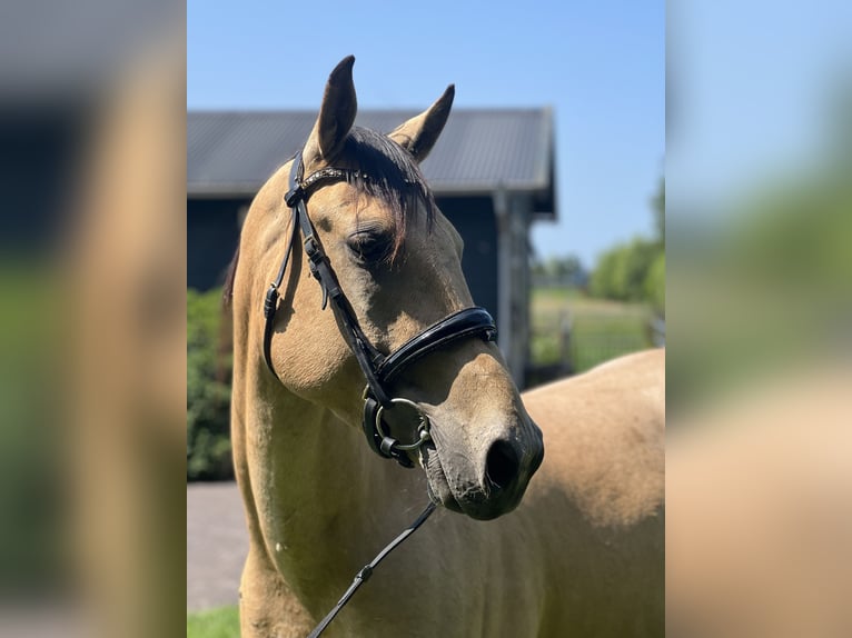 Cruzado Wallach 6 Jahre 161 cm in Voorschoten