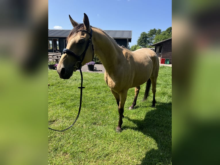 Cruzado Wallach 6 Jahre 161 cm in Voorschoten
