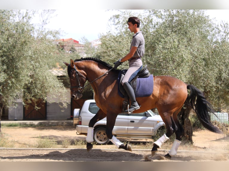 Cruzado Wallach 6 Jahre 162 cm Dunkelbrauner in Santa Olalla Del Cala