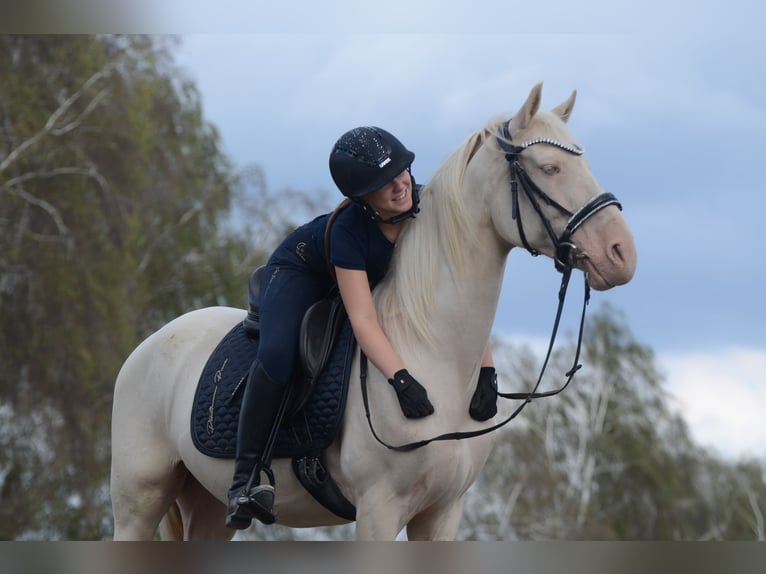Cruzado Wallach 6 Jahre 163 cm Cremello in Grebenhain