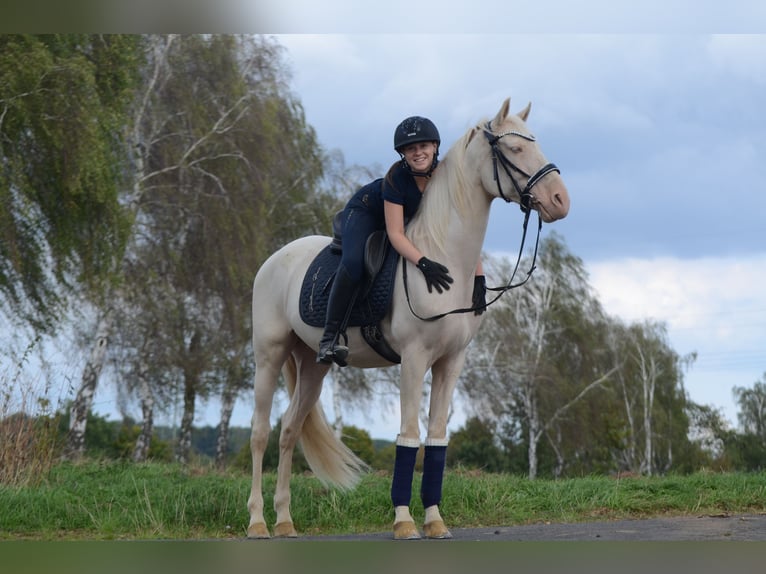 Cruzado Wallach 6 Jahre 163 cm Cremello in Grebenhain