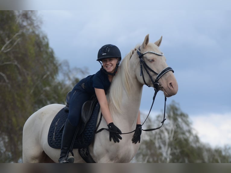 Cruzado Wallach 6 Jahre 163 cm Cremello in Grebenhain