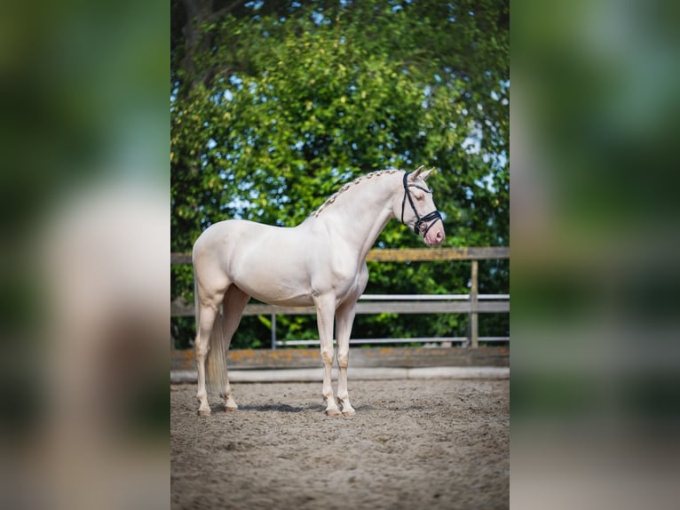 Cruzado Wallach 6 Jahre 163 cm Cremello in Poeldijk