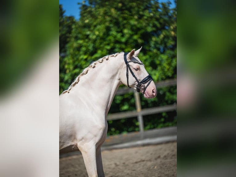 Cruzado Wallach 6 Jahre 163 cm Cremello in Poeldijk