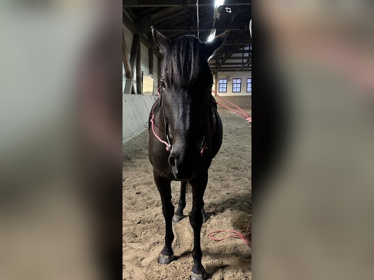Cruzado Mix Wallach 6 Jahre 163 cm Dunkelbrauner in Langenhagen