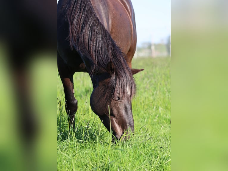 Cruzado Mix Wallach 6 Jahre 163 cm Dunkelbrauner in Langenhagen