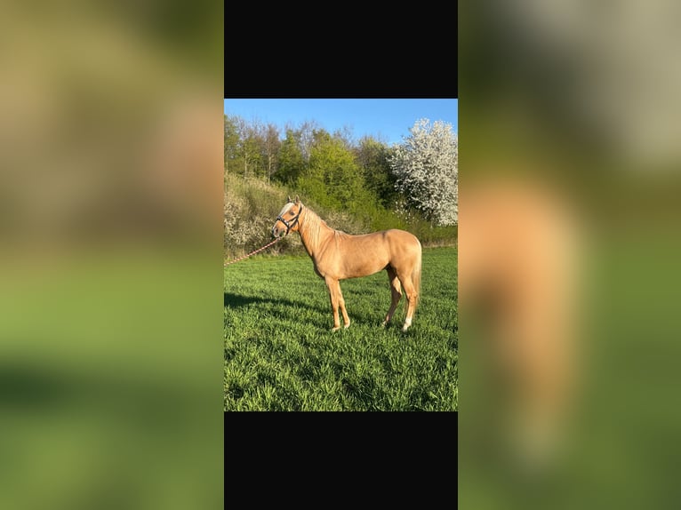 Cruzado Wallach 6 Jahre 164 cm Palomino in Rommerskirchen