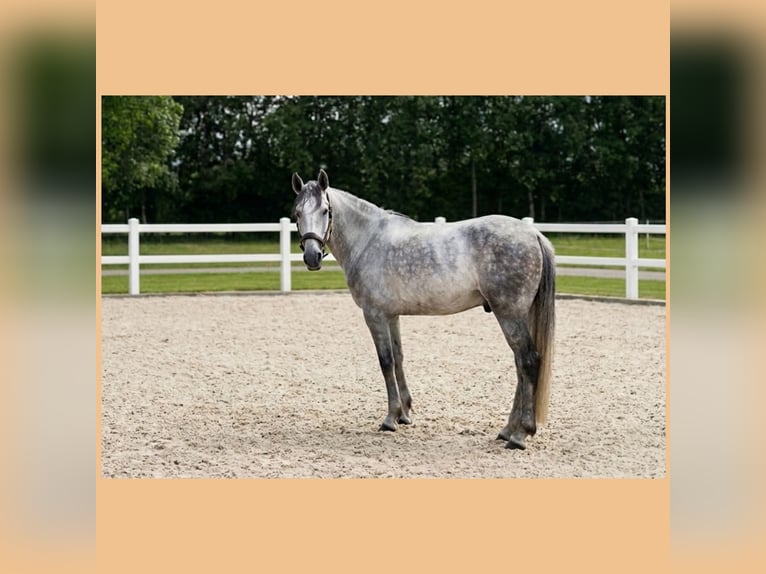 Cruzado Wallach 6 Jahre 164 cm Schimmel in Aurich