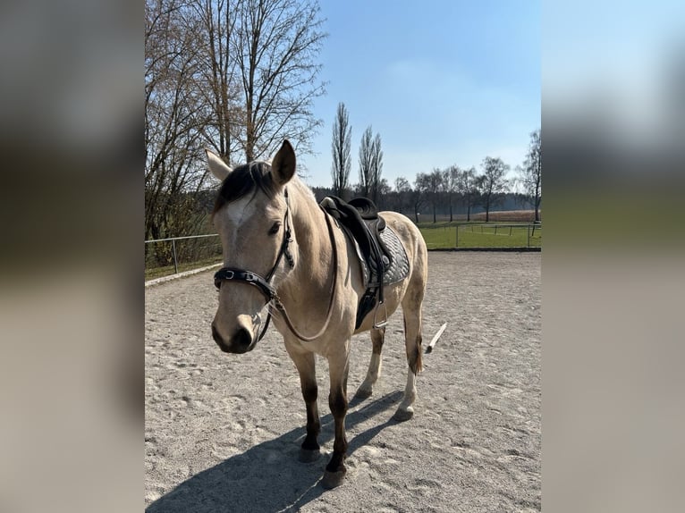 Cruzado Wallach 6 Jahre 165 cm Buckskin in Bad Saulgau