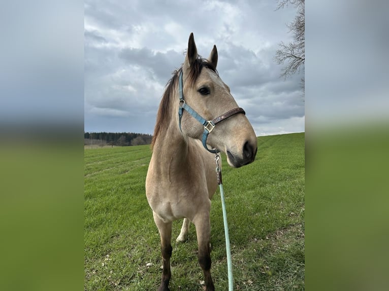 Cruzado Wallach 6 Jahre 165 cm Buckskin in Bad Saulgau