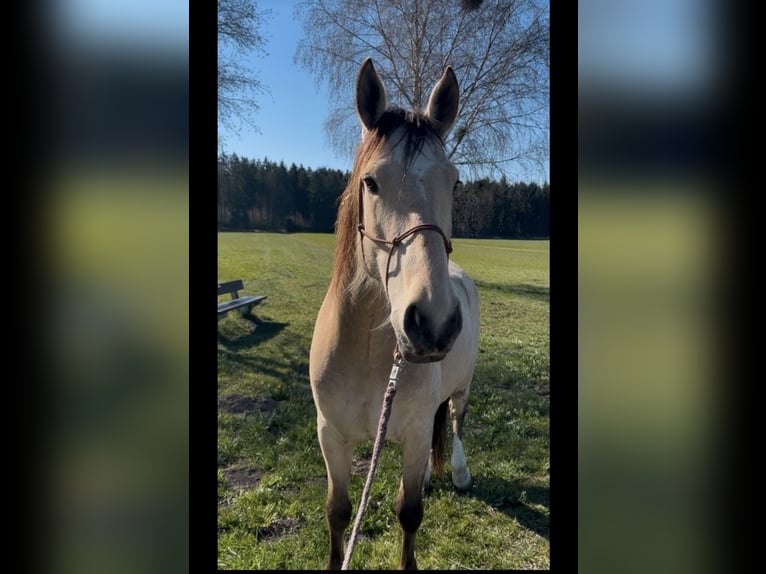 Cruzado Wallach 6 Jahre 165 cm Buckskin in Bad Saulgau