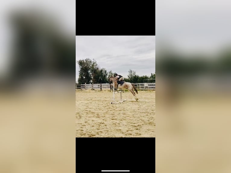 Cruzado Wallach 6 Jahre 165 cm Roan-Red in Villaverde de medina