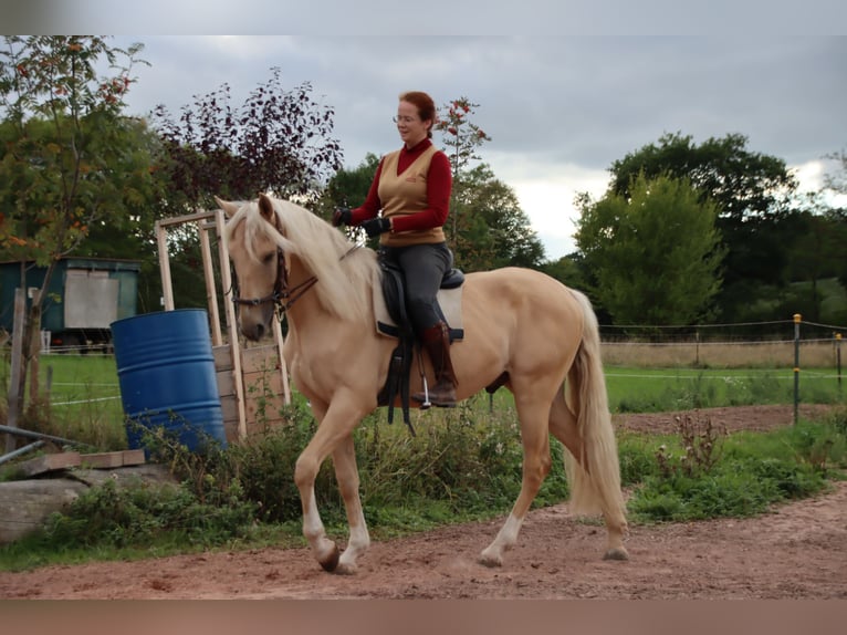 Cruzado Wallach 6 Jahre 168 cm Palomino in Gerstungen