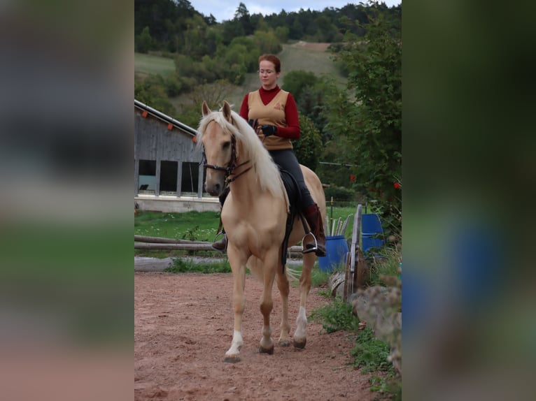 Cruzado Wallach 6 Jahre 168 cm Palomino in Gerstungen