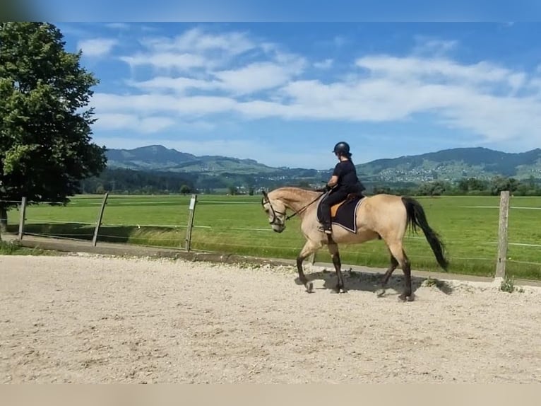 Cruzado Mix Wallach 6 Jahre 174 cm Buckskin in Tuggen