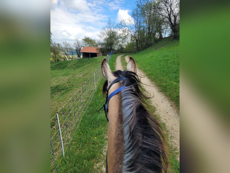 Cruzado Mix Wallach 6 Jahre 174 cm Buckskin in Tuggen
