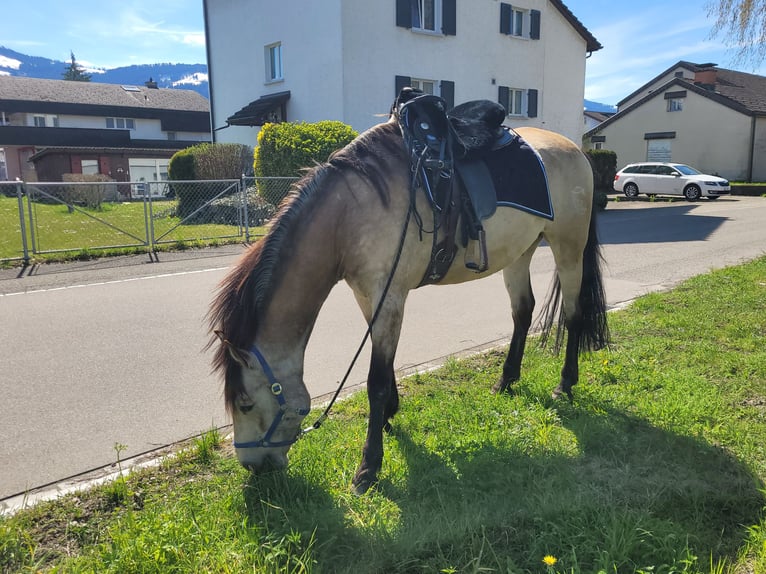 Cruzado Mix Wallach 6 Jahre 174 cm Falbe in Tuggen