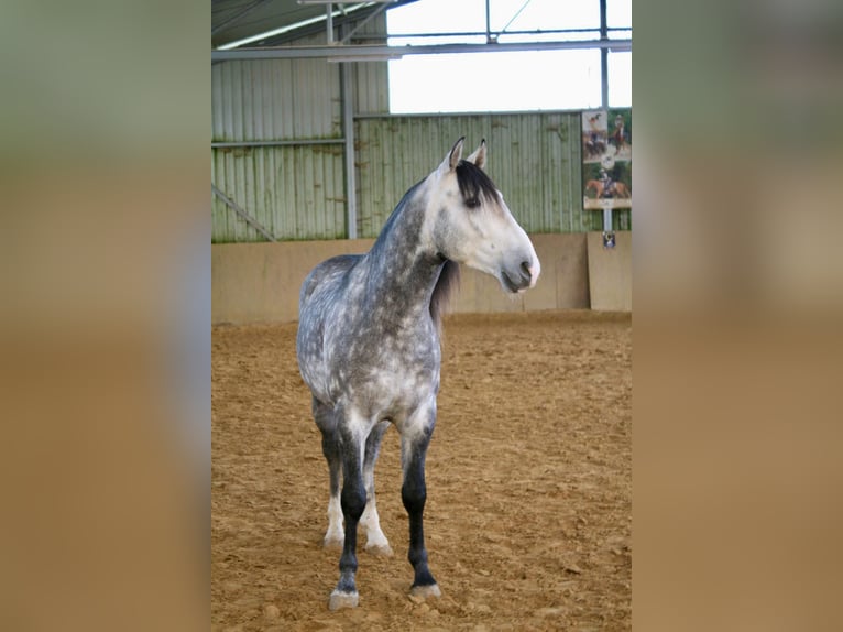 Cruzado Wallach 7 Jahre 148 cm Schimmel in Waldbrunn (Westerwald)