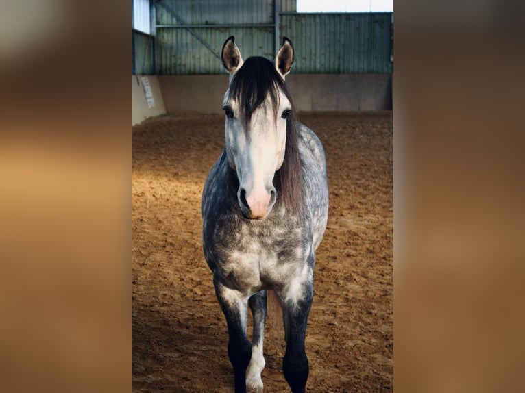 Cruzado Wallach 7 Jahre 148 cm Schimmel in Waldbrunn (Westerwald)