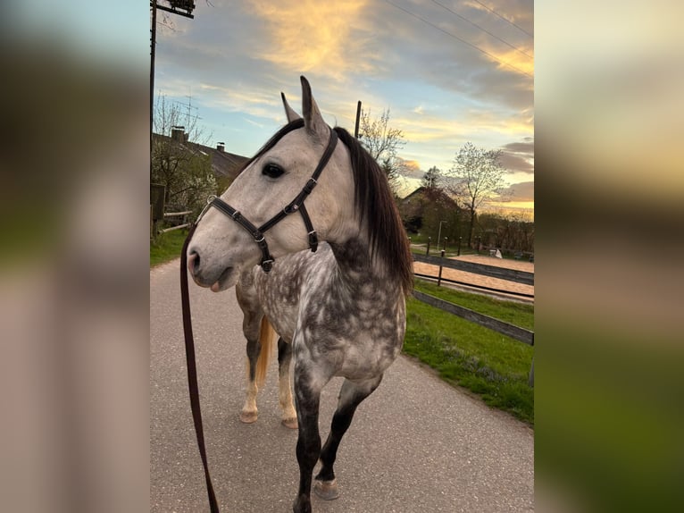 Cruzado Wallach 7 Jahre 148 cm Schimmel in Waldbrunn (Westerwald)