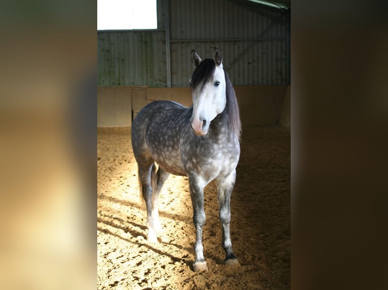 Cruzado Wallach 7 Jahre 148 cm Schimmel in Waldbrunn (Westerwald)