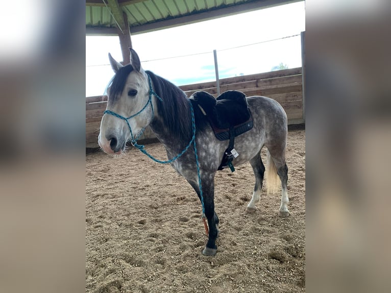 Cruzado Wallach 7 Jahre 148 cm Schimmel in Waldbrunn (Westerwald)