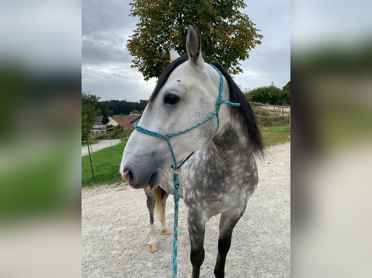 Cruzado Wallach 7 Jahre 148 cm Schimmel in Waldbrunn (Westerwald)