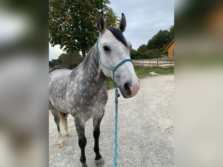 Cruzado Wallach 7 Jahre 148 cm Schimmel in Waldbrunn (Westerwald)