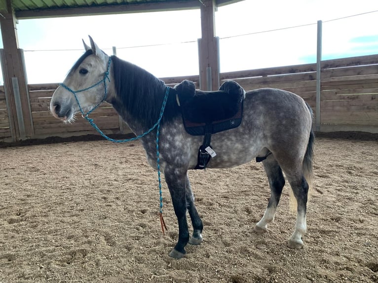 Cruzado Wallach 7 Jahre 148 cm Schimmel in Waldbrunn (Westerwald)