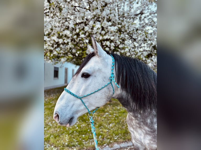 Cruzado Wallach 7 Jahre 148 cm Schimmel in Waldbrunn (Westerwald)