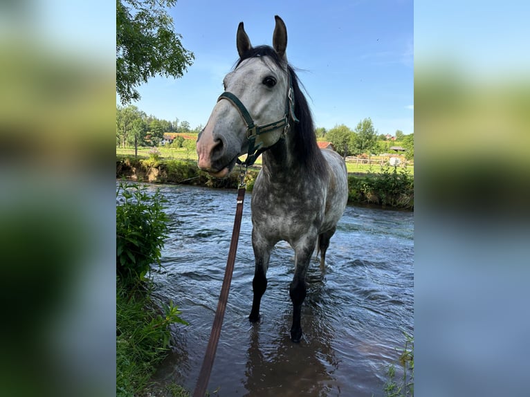 Cruzado Wallach 7 Jahre 148 cm Schimmel in Waldbrunn (Westerwald)