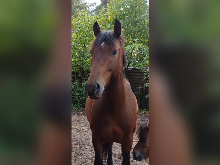 Cruzado Wallach 7 Jahre 155 cm Brauner in Reken