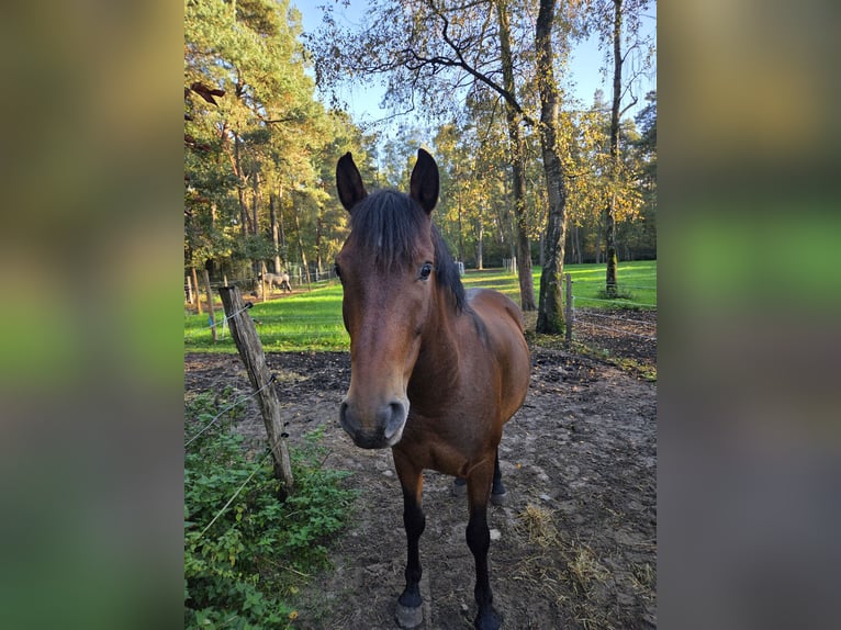 Cruzado Wallach 7 Jahre 155 cm Brauner in Reken