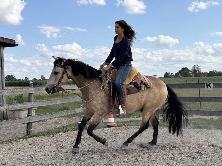 Cruzado Mix Wallach 7 Jahre 155 cm Falbe in Offenberg