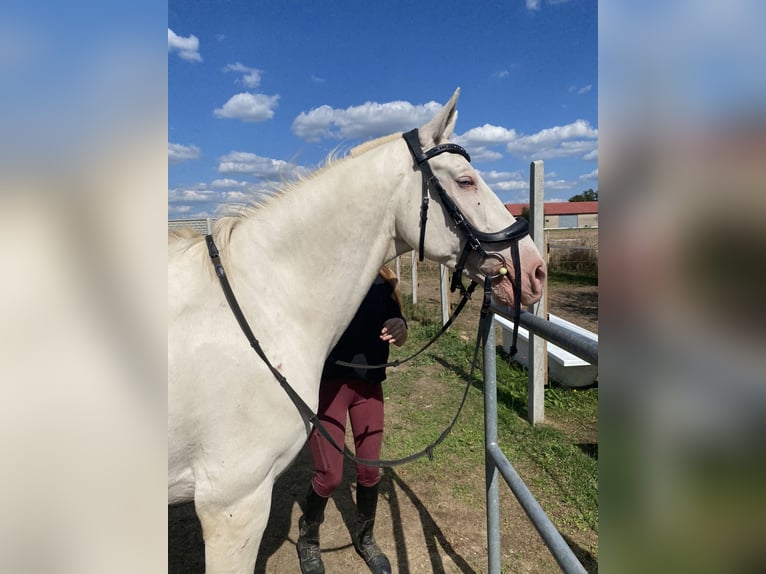 Cruzado Wallach 7 Jahre 156 cm Cremello in Krusze