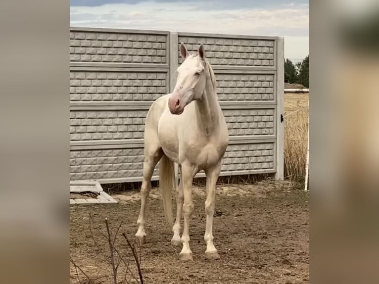 Cruzado Wallach 7 Jahre 156 cm Cremello in Krusze