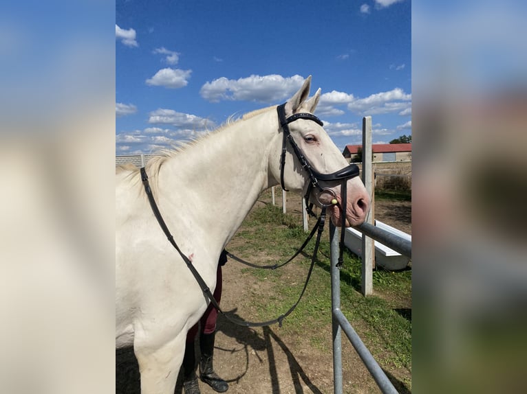 Cruzado Wallach 7 Jahre 156 cm Cremello in Krusze