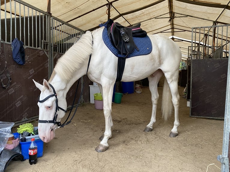 Cruzado Wallach 7 Jahre 156 cm Cremello in Krusze