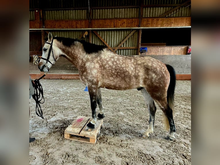 Cruzado Wallach 7 Jahre 157 cm Apfelschimmel in Densbüren