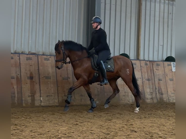 Cruzado Wallach 7 Jahre 160 cm Brauner in Neustadt (Wied)