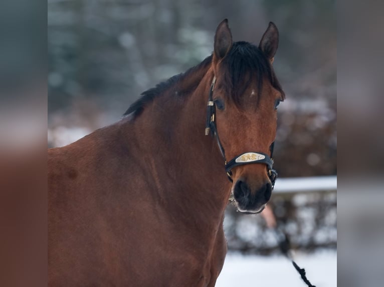 Cruzado Wallach 7 Jahre 160 cm Brauner in Neustadt (Wied)