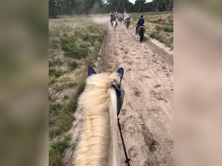 Cruzado Wallach 7 Jahre 160 cm Perlino in Rotterdam