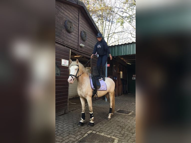 Cruzado Wallach 7 Jahre 160 cm Perlino in Rotterdam