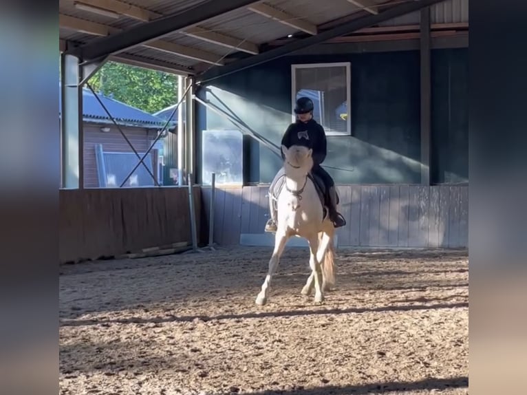 Cruzado Wallach 7 Jahre 160 cm Perlino in Rotterdam